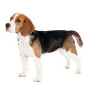 Meet your Posher, Edward